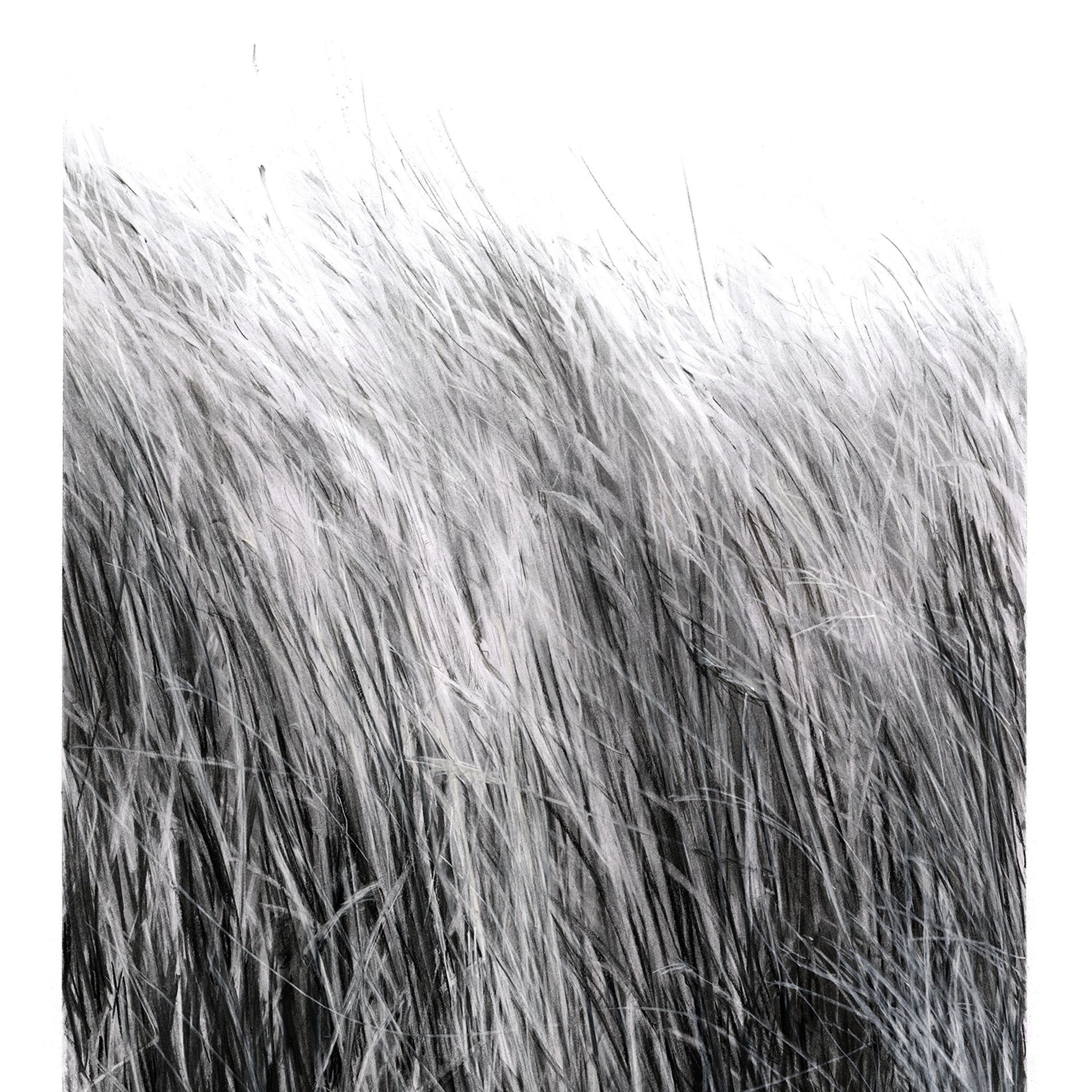 Hay | Charcoal drawing by Sue Gregor
