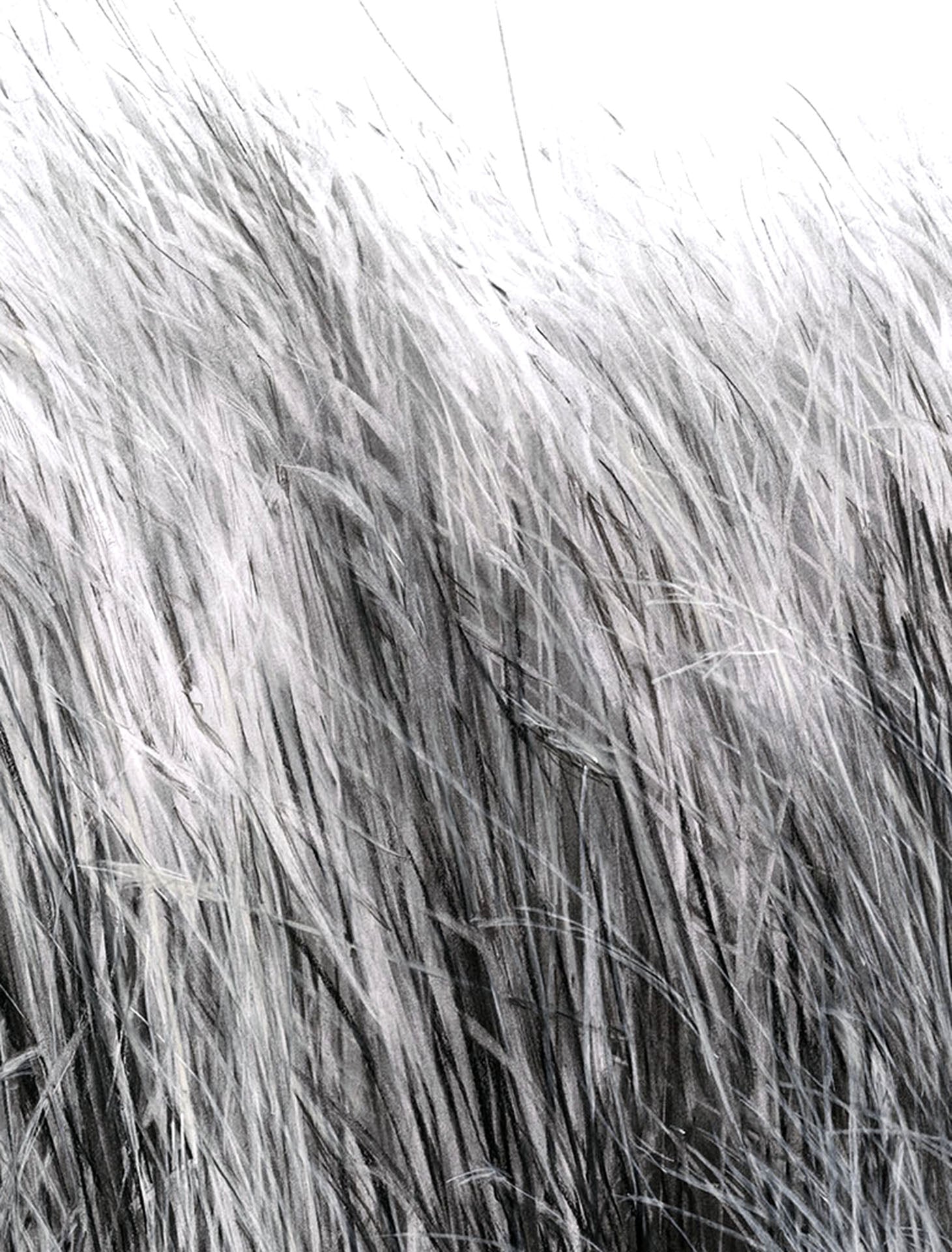 Hay | giclee print of charcoal drawing by Sue Gregor
