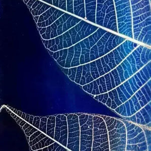 Blue Skeleton Leaf | Wide Cuff | Recycled Perspex Sue Gregor