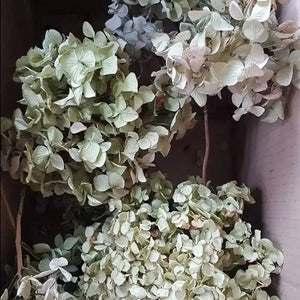 Dried Hydrangeas used to make the necklaces
