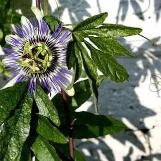 Toffee Blue Passion Flower | Wide Cuff Cuff Sue Gregor 